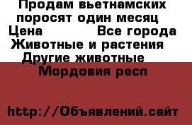 Продам вьетнамских поросят,один месяц › Цена ­ 3 000 - Все города Животные и растения » Другие животные   . Мордовия респ.